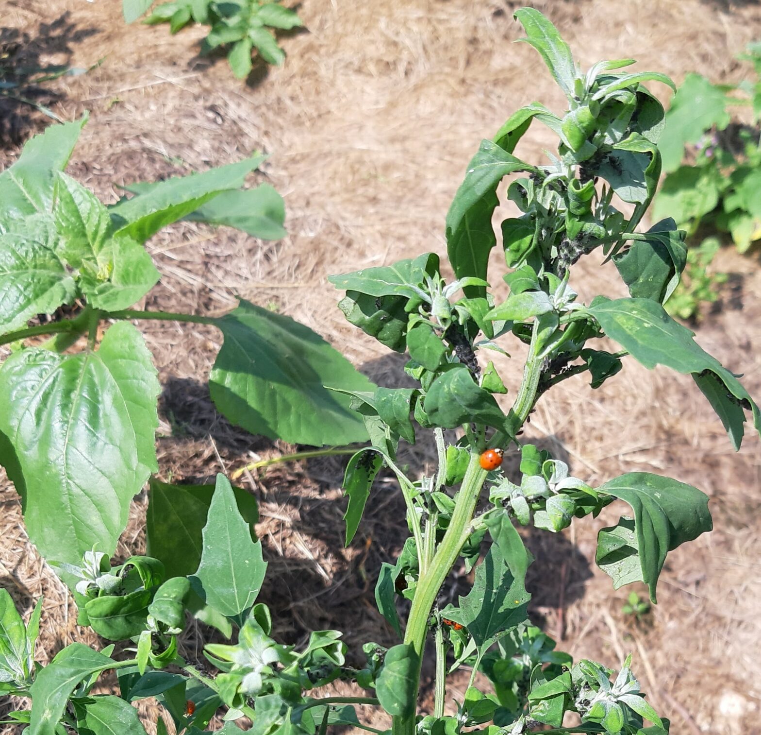 Gänsefüße (Lambsquarter)    Gattung- Chenopodium