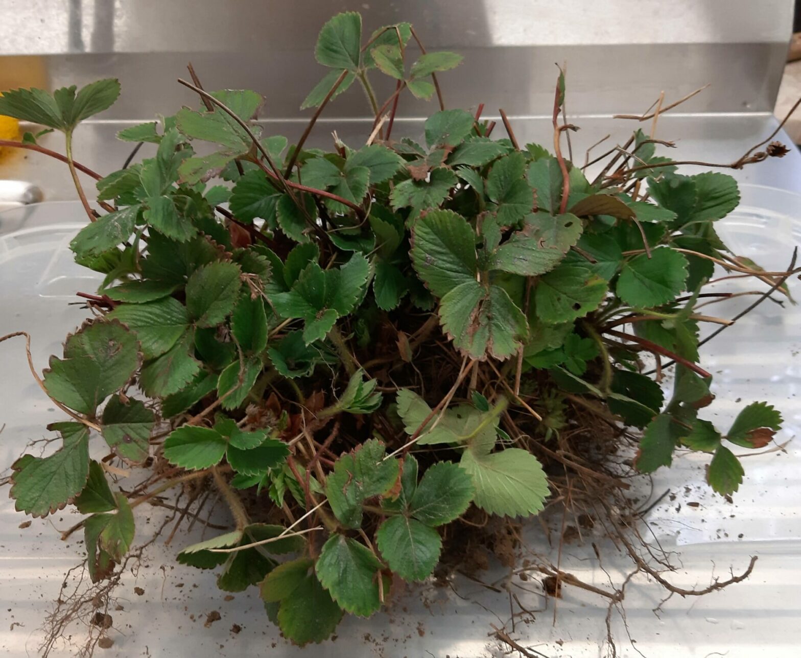 Erdbeere "Ostara" (Fragaria x ananassa Ostara)
