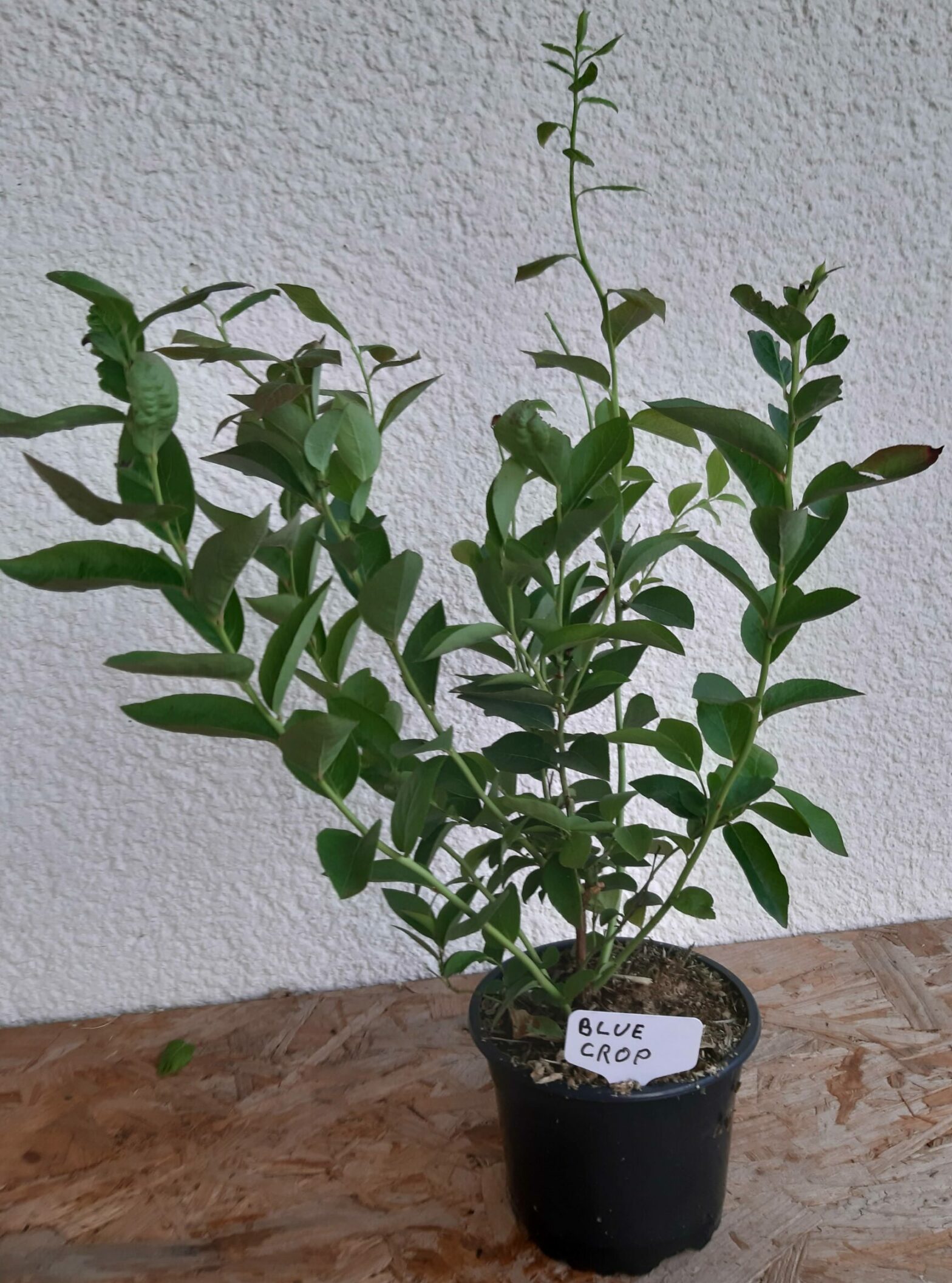 Blueberry (Vaccinium Corymbosum) Blue Crop and Chandler